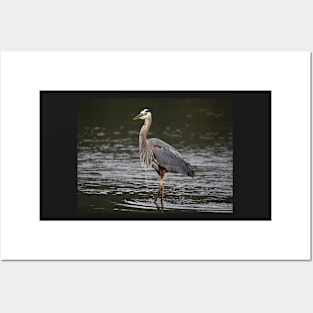 Great Blue Heron Posters and Art